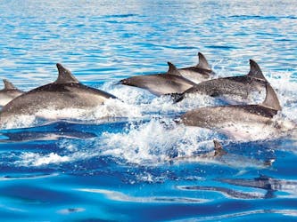 Delphinus Dolphin Experiences at Riviera Maya